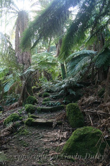 Tree fern gully, Pirianda Gardens IMG_7200.JPG